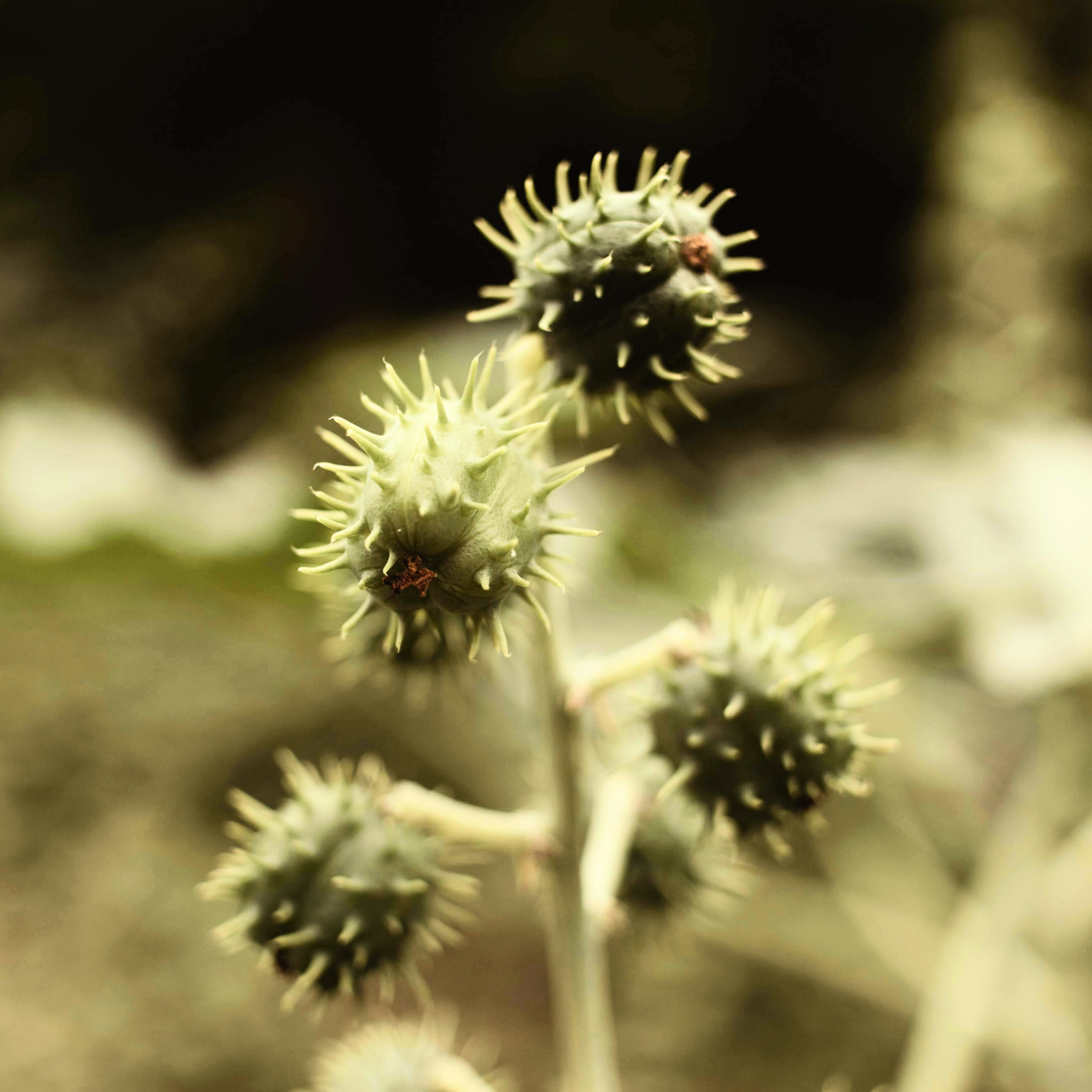 How Does Organic Jamaican Black Castor Oil Grow Hair?
